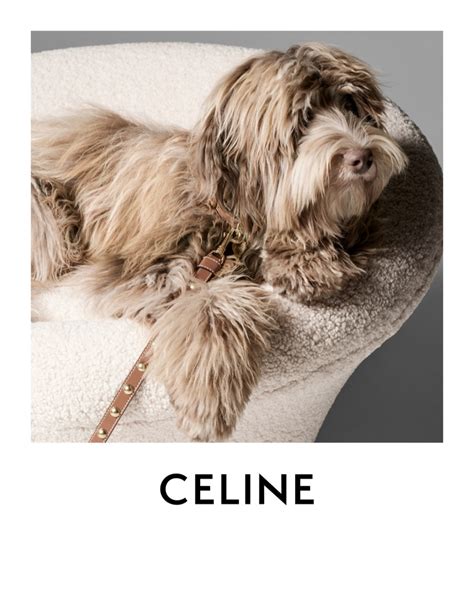 Celine Dog Accessories 2022 Collection Elvis Hedi .